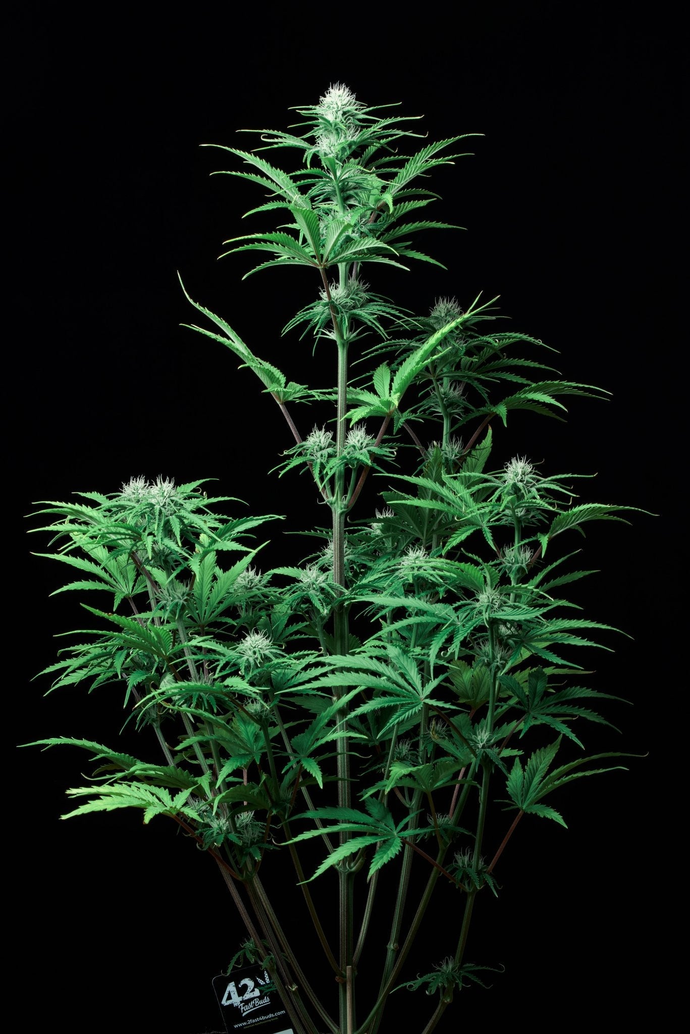 Fast Buds Strawberry Banana Auto - Bud Brothers