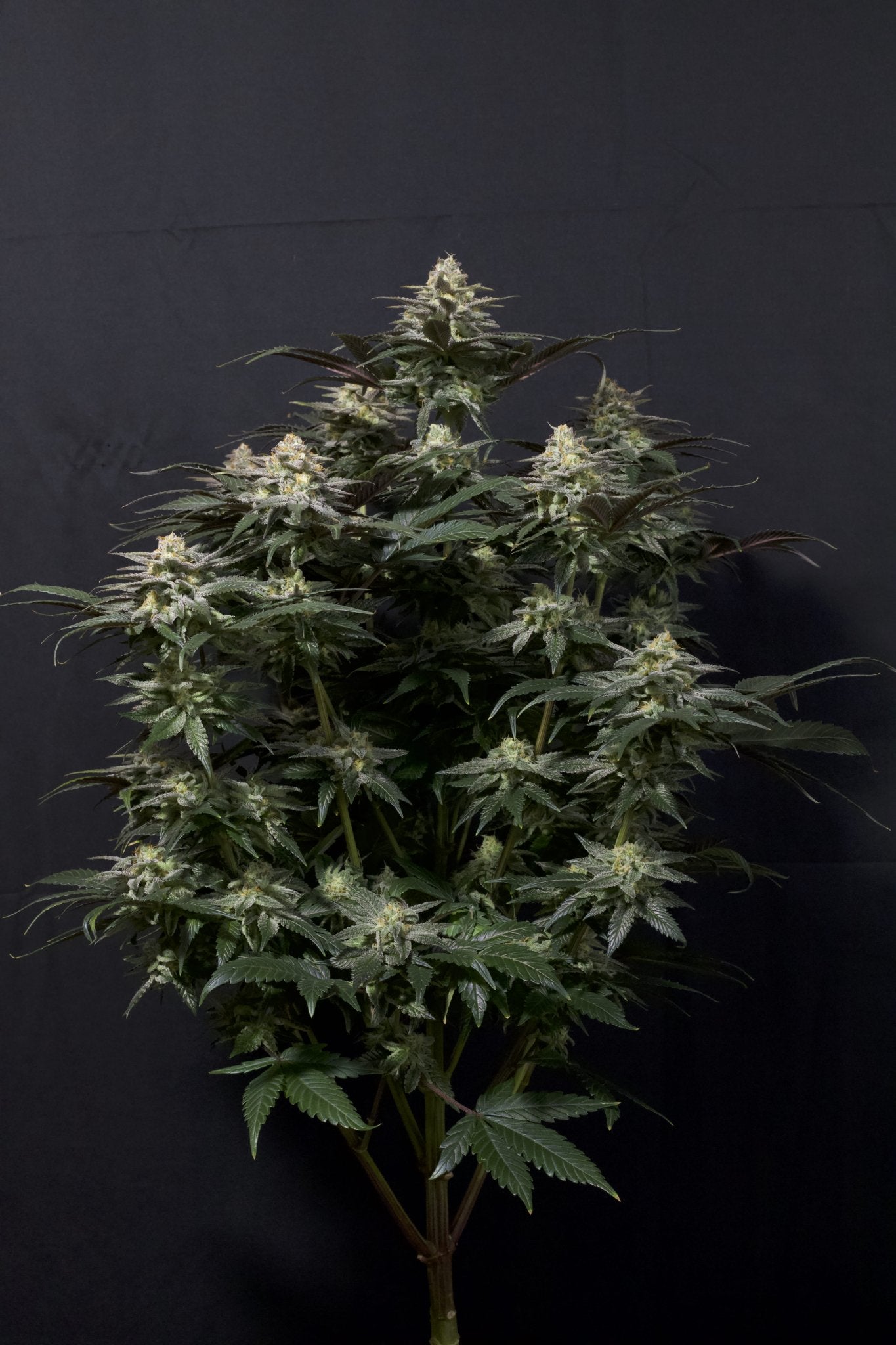 Fast Buds Tropicana Cookies FF feminisierte Samen | 28% THC | Tropische Zitrusnoten | 6 - 7 Wochen Blüte - Bud Brothers