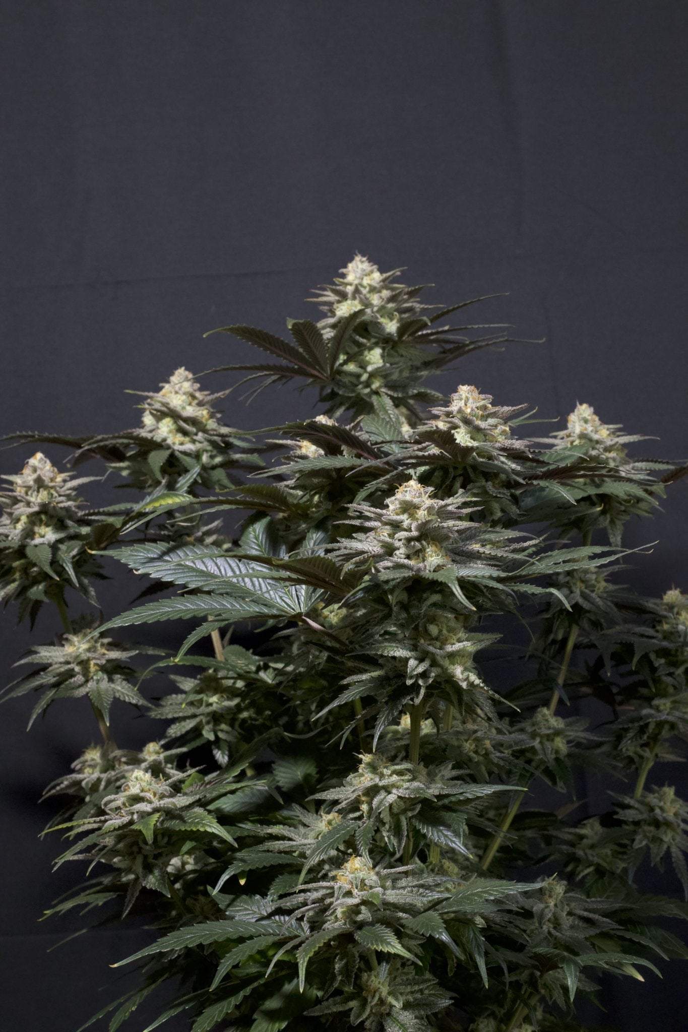 Fast Buds Tropicana Cookies FF feminisierte Samen | 28% THC | Tropische Zitrusnoten | 6 - 7 Wochen Blüte - Bud Brothers