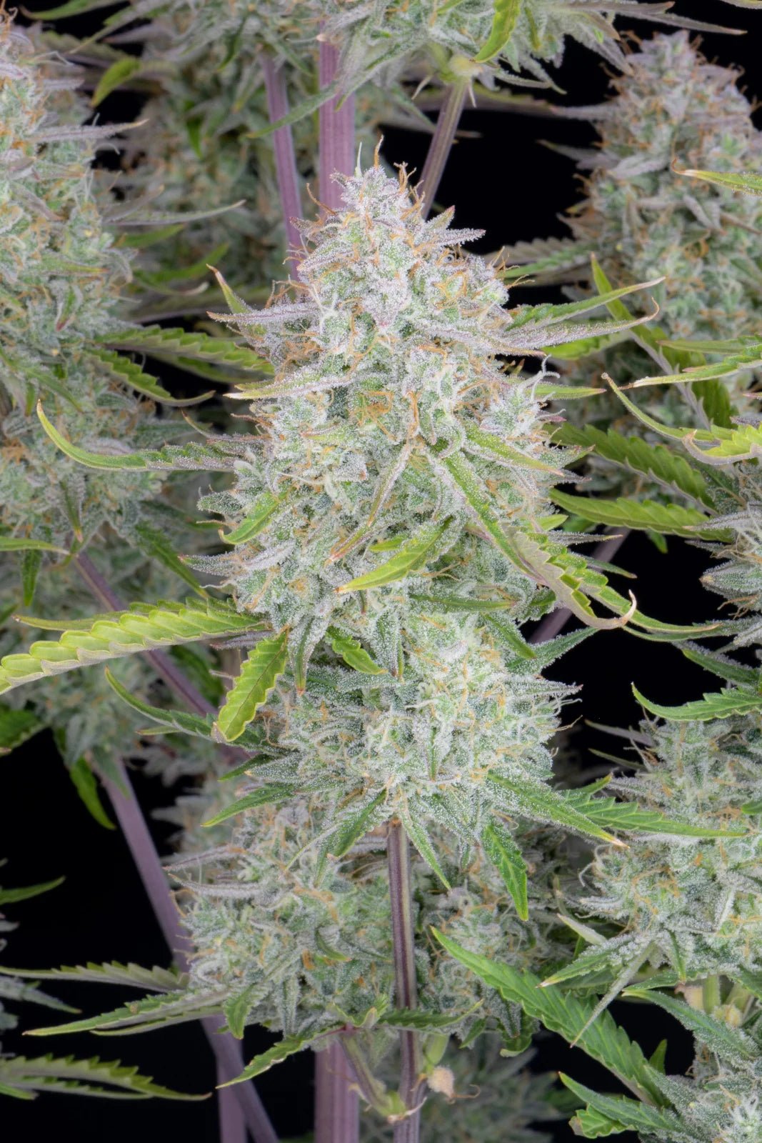 Fast Buds Wedding Cheesecake Auto | 3er Packung - Bud Brothers