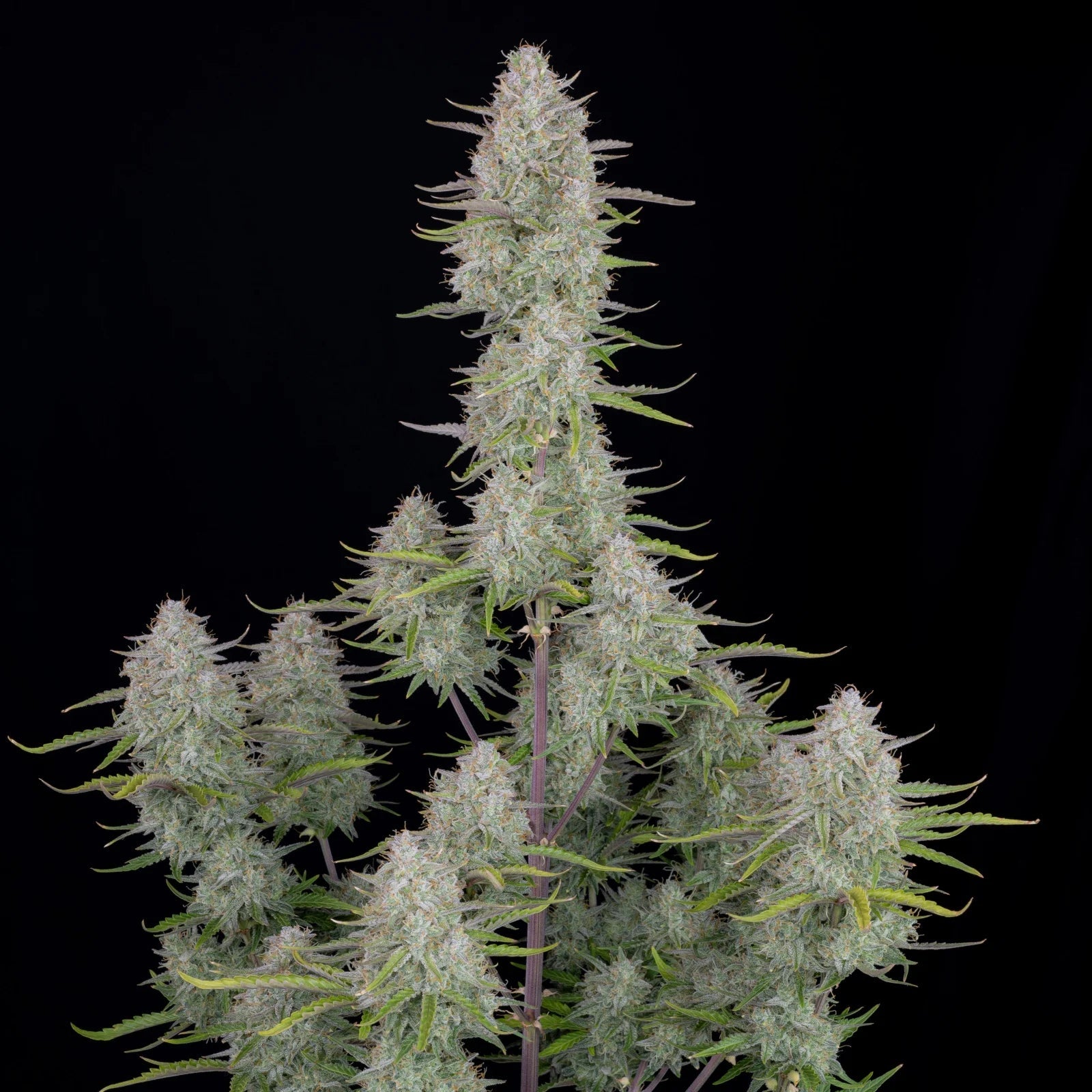 Fast Buds Wedding Cheesecake Auto | 3er Packung - Bud Brothers