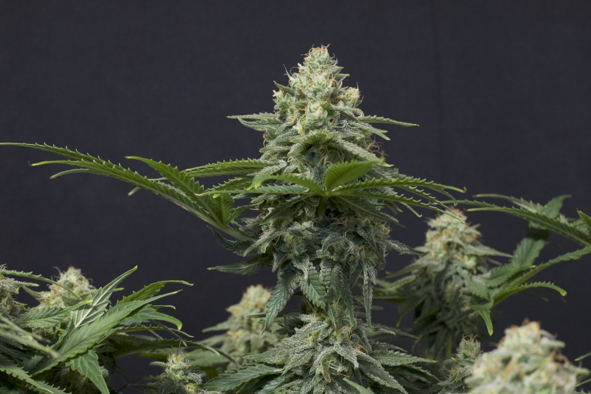 Fast Buds Wedding Cheesecake FF feminisierte Samen | 25% THC | Vanille - Cheesecake Aroma | Bis 800 g/Pflanze - Bud Brothers