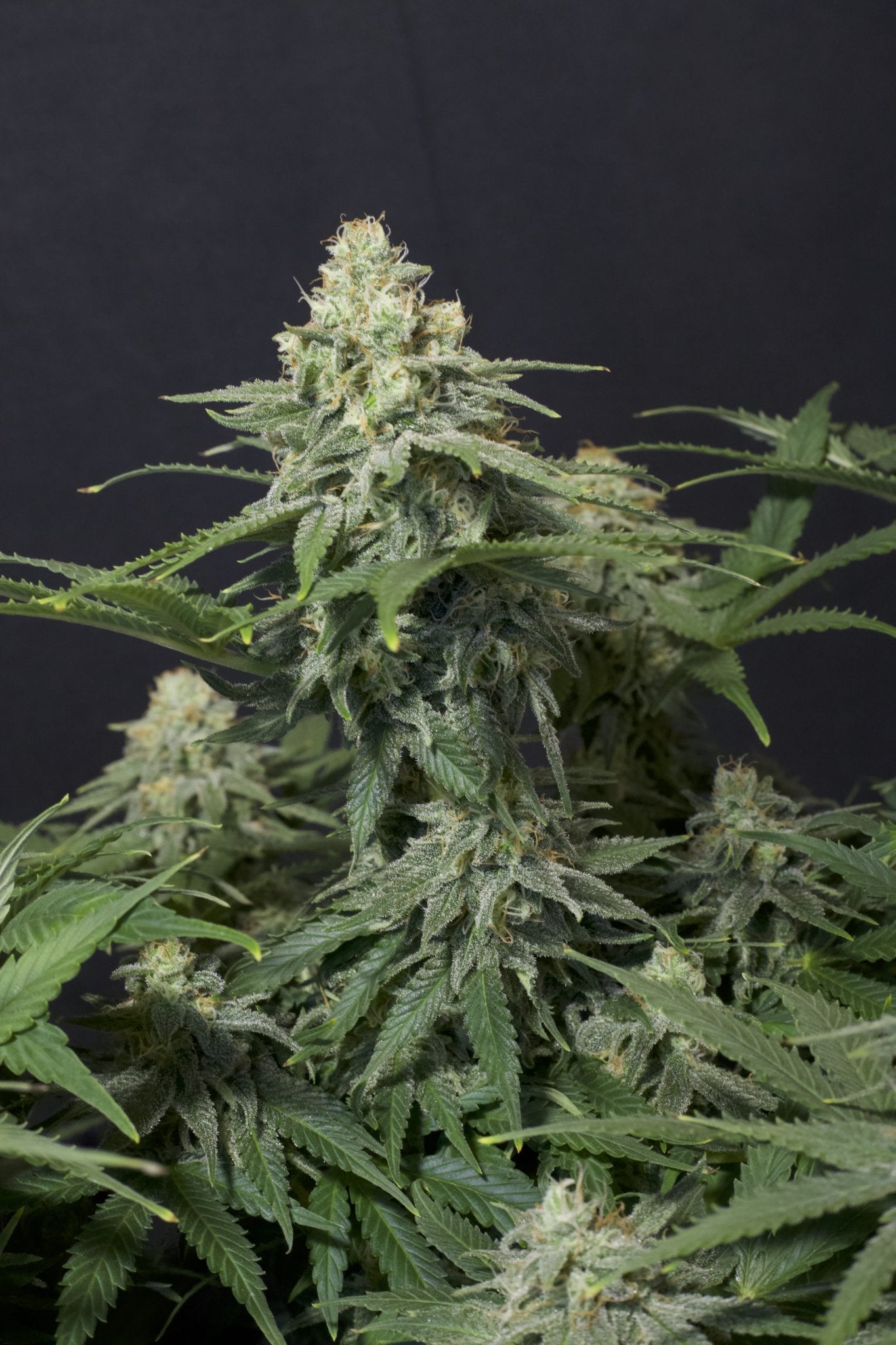 Fast Buds Wedding Cheesecake FF feminisierte Samen | 25% THC | Vanille - Cheesecake Aroma | Bis 800 g/Pflanze - Bud Brothers