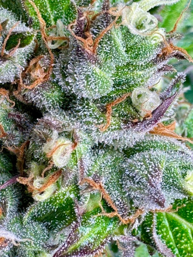 Gelato 44: Ein Genuss für Cannabisliebhaber - Bud Brothers