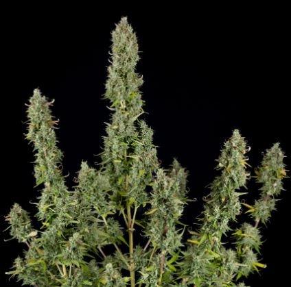 Gelato #44: Ein Genuss für Cannabisliebhaber - Bud Brothers