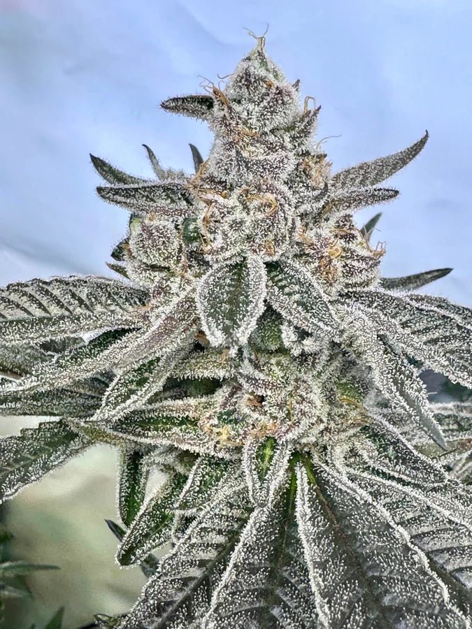 Oreoz: Eine köstliche Reise in die Welt des Premium - Cannabis - Bud Brothers