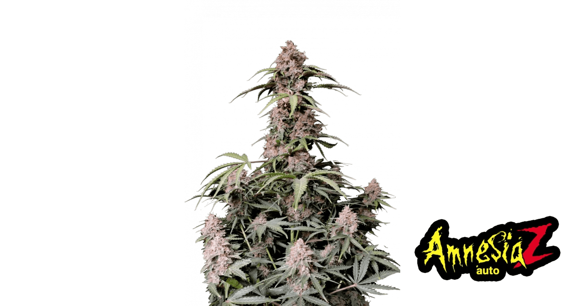 Amnesia Z von Fast Buds: Warum dieser Strain das rosarote Wunder ist - Bud Brothers