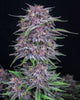 Banana Purple Punch Auto von Fast Buds: Ertrag, Geschmack & Wirkung im Detail - Bud Brothers