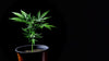 Cannabis-Indoor-Anbau - Vor- und Nachteile - Bud Brothers