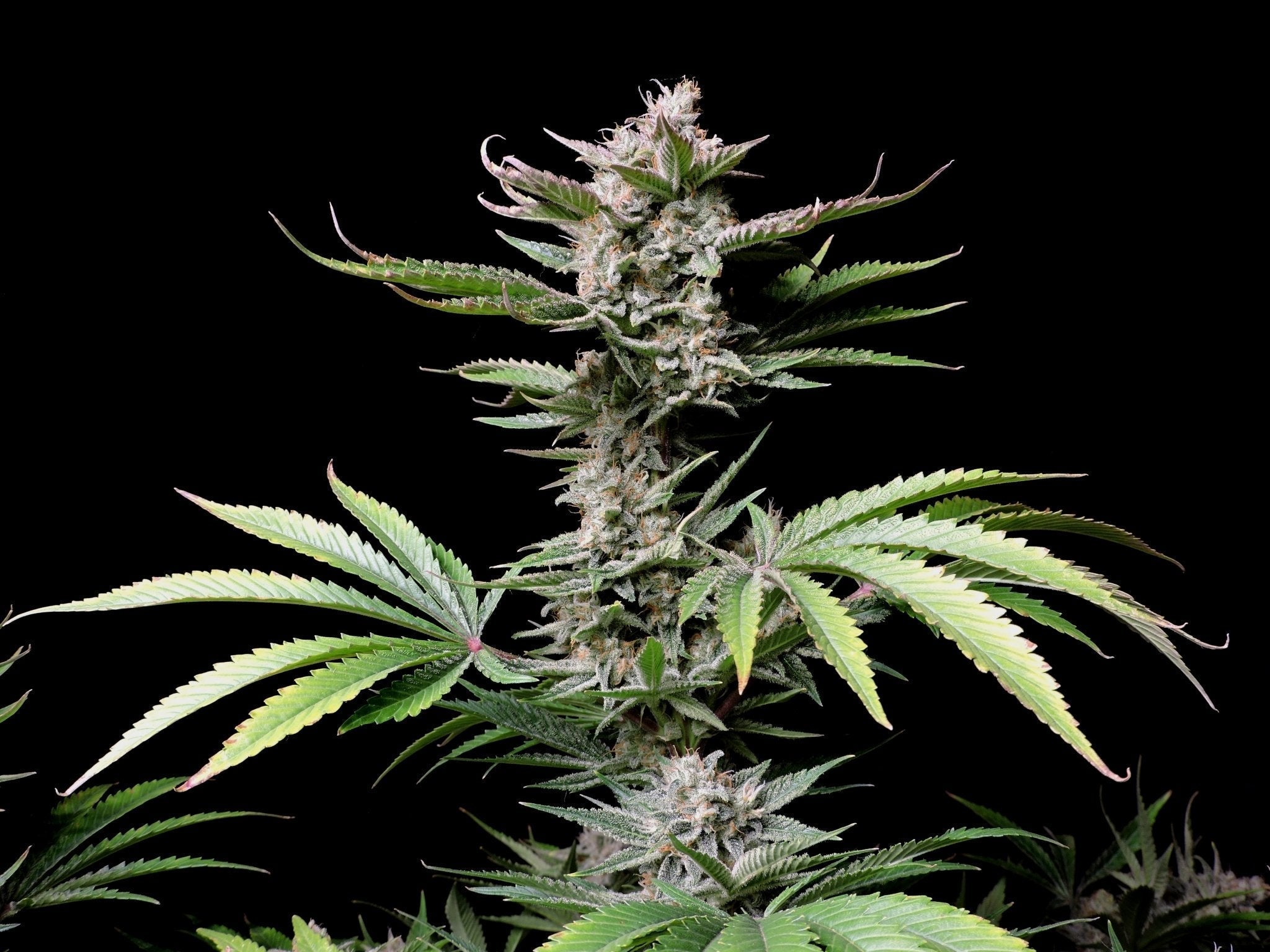 Cherry Cola Strain Test: Warum dieser Fast Buds Klassiker alle überrascht - Bud Brothers