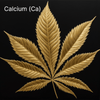 Das Mangel-ABC: Calcium (Ca) - Bud Brothers