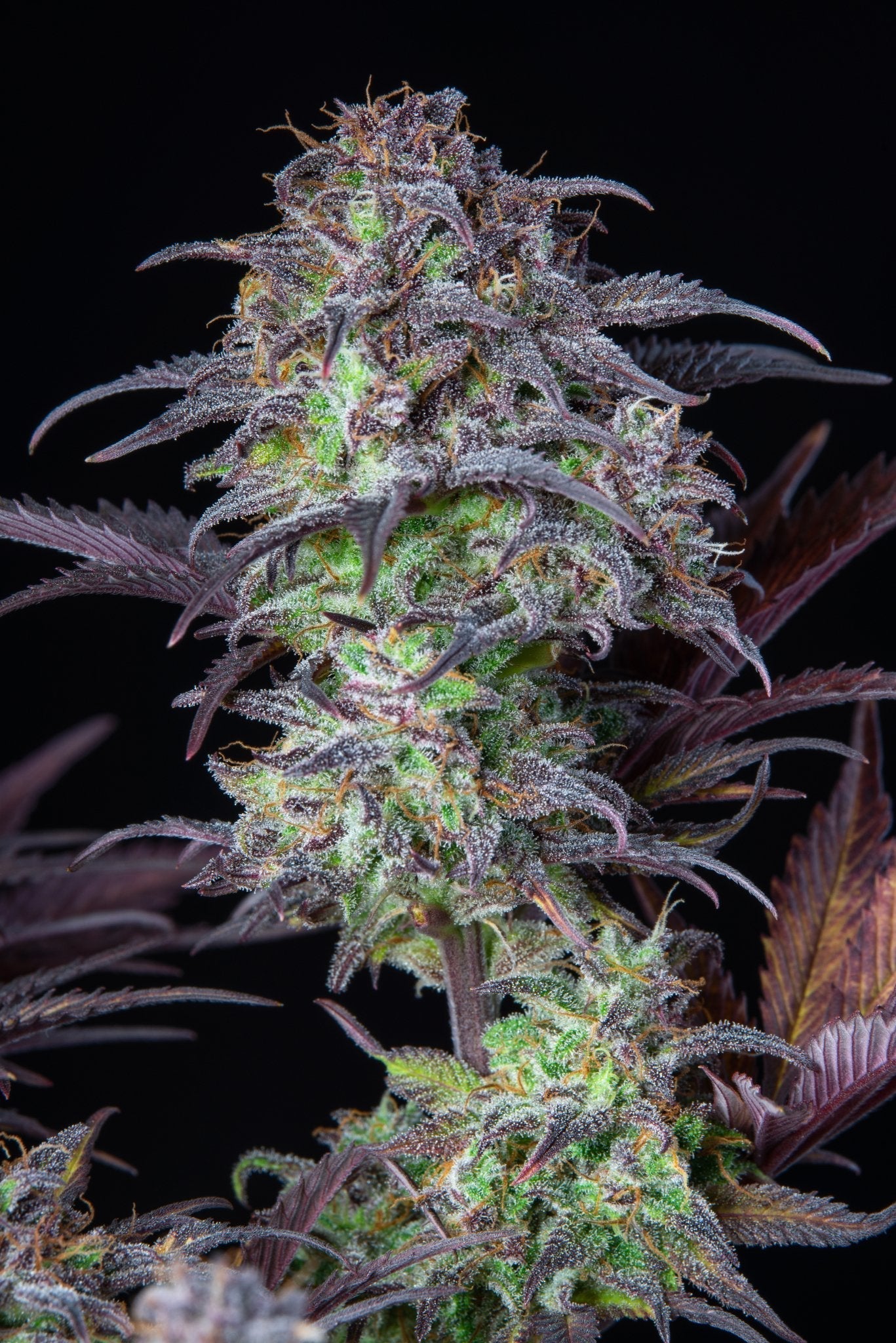 Der Wahrheits-Check: Blueberry Auto von Fast Buds im Detail - Bud Brothers