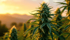 Durban Poison: Die Cannabislandrasse aus Südafrika - Bud Brothers