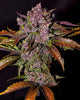 Fast Buds Blackberry Auto: Ertrag, Geschmack & Wirkung im Detail - Bud Brothers