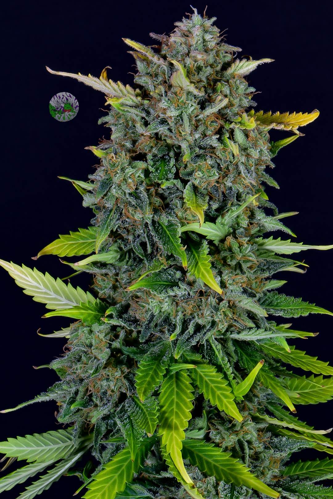 Fast Buds Blue Dream Automatic: Der ultimative Anbau-Guide für Anfänger - Bud Brothers