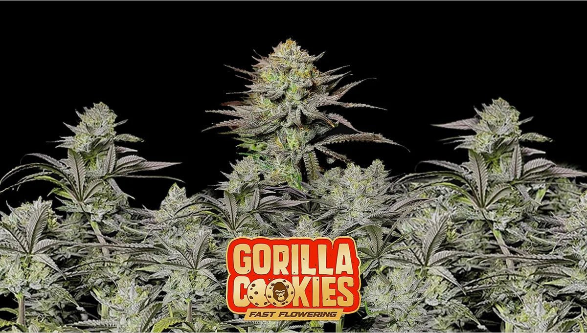 Gorilla Cookies Fastflowering Anbauguide: Was du über diese Fast Buds Sorte wissen musst - Bud Brothers