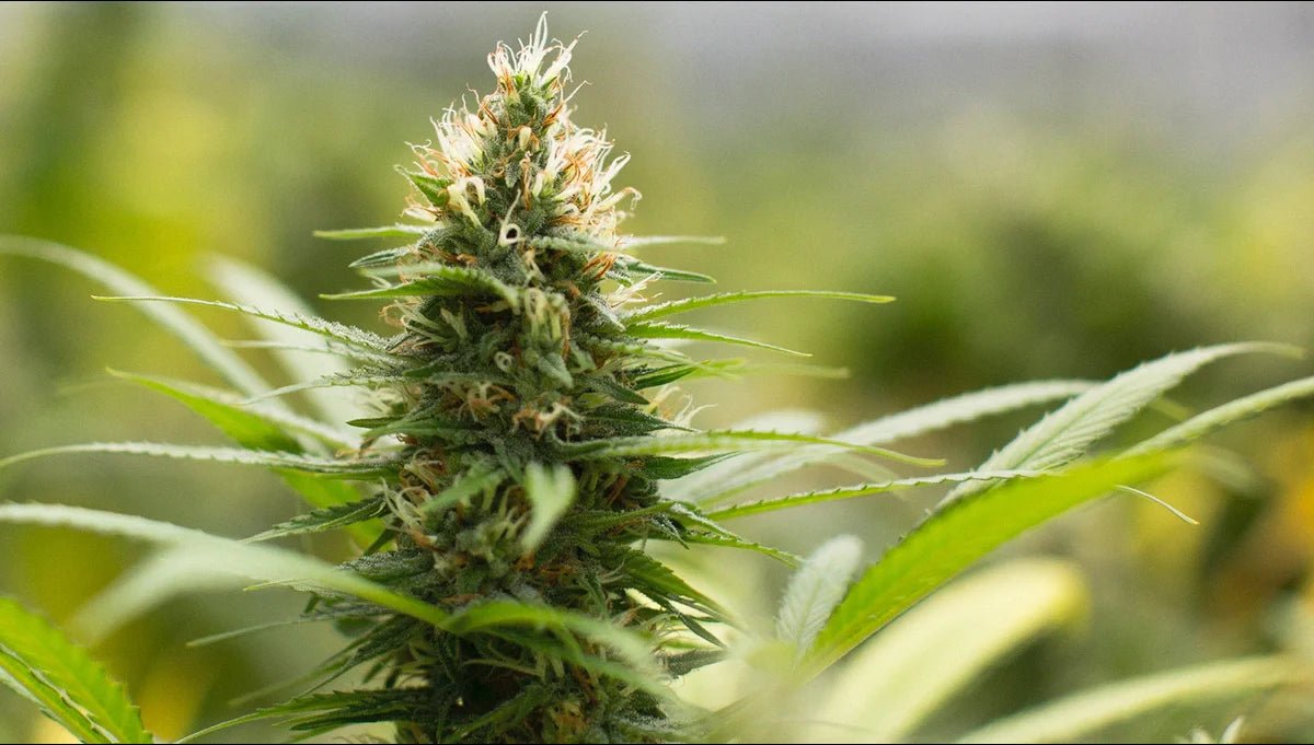 Jack Herer Auto: Die wahre Geschichte hinter der legendären Cannabis-Sorte - Bud Brothers