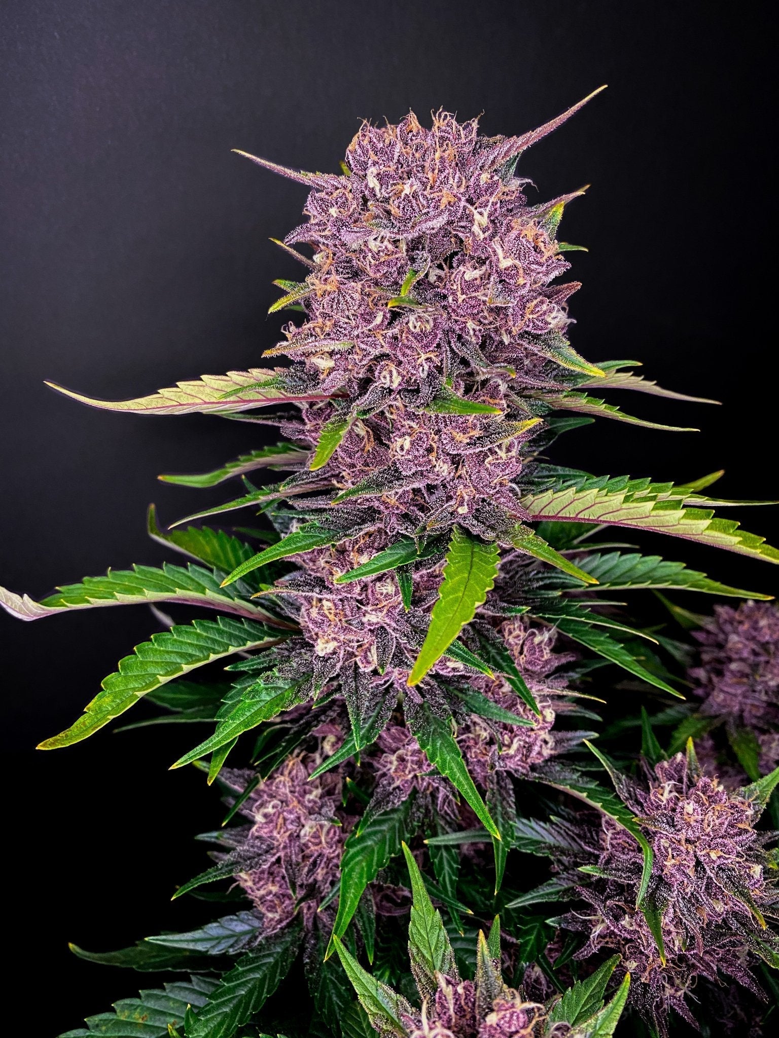 Purple Lemonade Strain Review 2024: Ehrlicher Erfahrungsbericht nach 90 Tagen Anbau - Bud Brothers