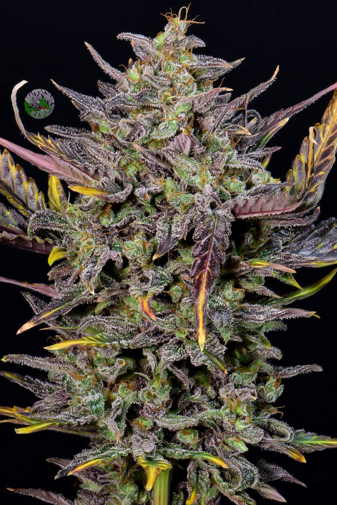 Warum Mexican Airlines Auto anders ist als andere Auto-Strains - Bud Brothers