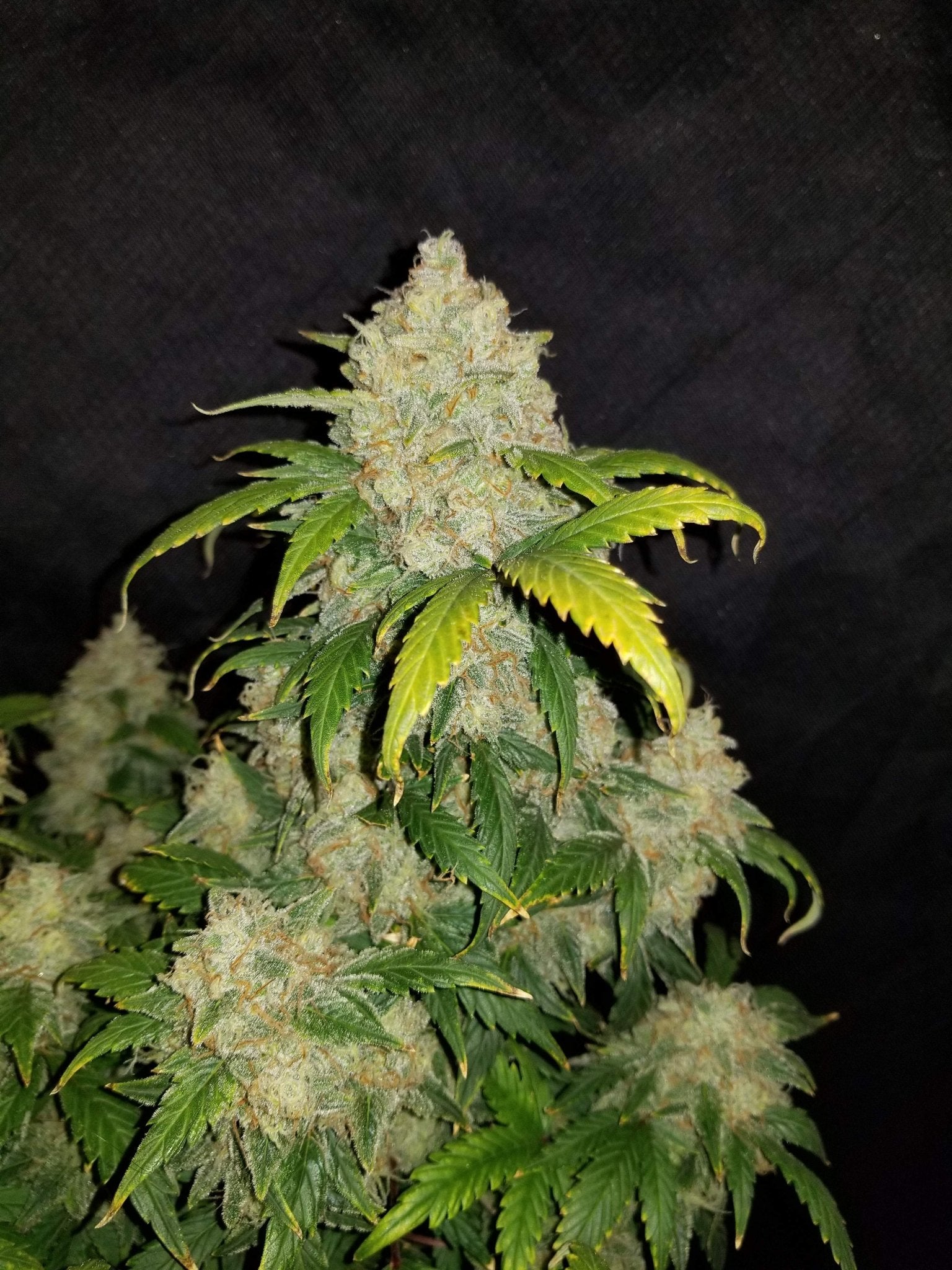 Fast Buds Zkittlez Auto