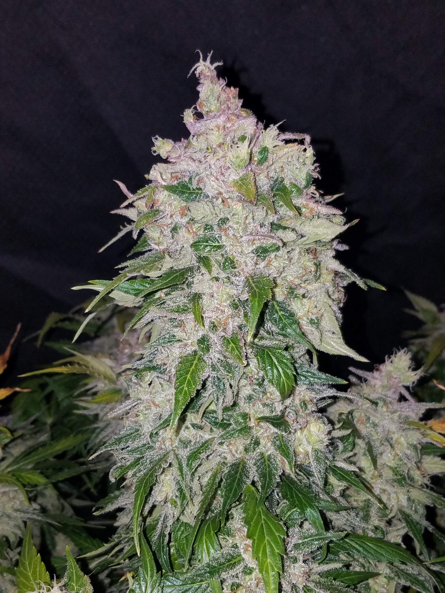 Fast Buds Stardawg Auto