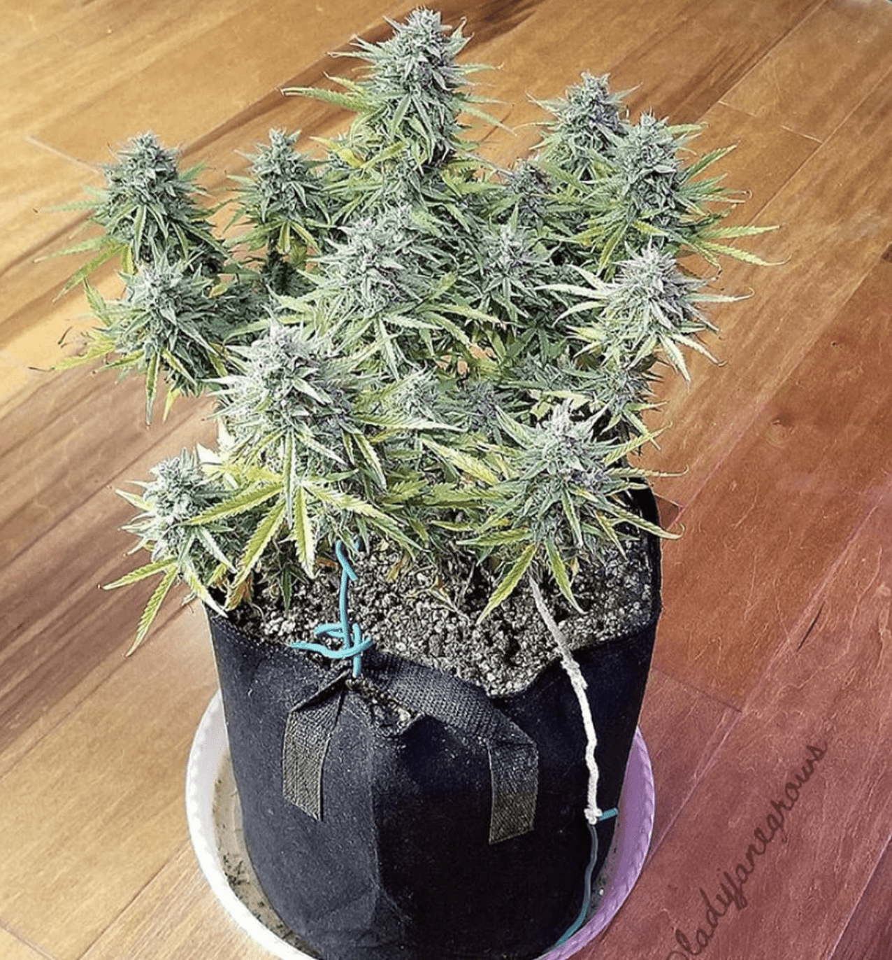 Fast Bud Amnesia Haze Auto | 3er Packung