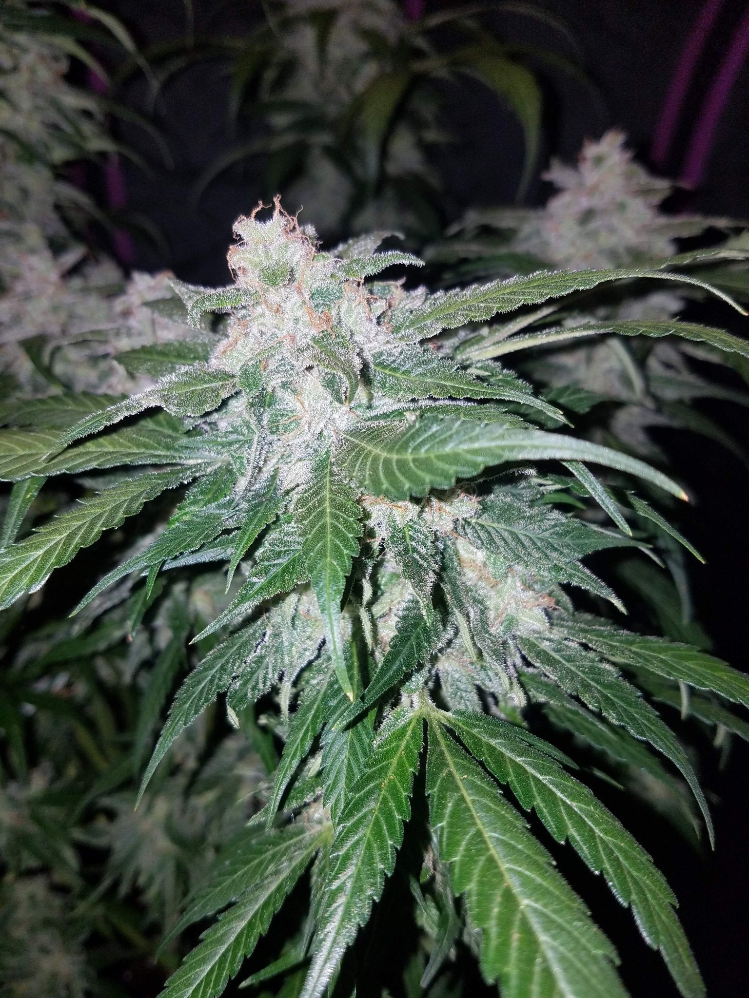 Fast Buds Tangie Auto