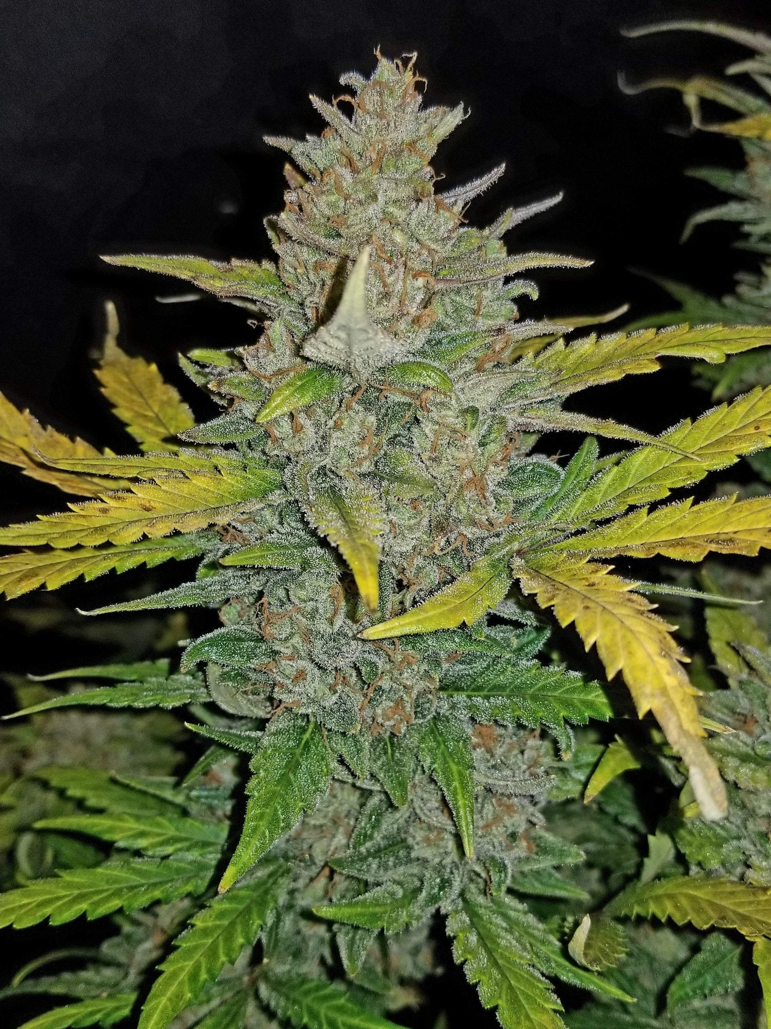 Fast Buds Zkittlez Auto