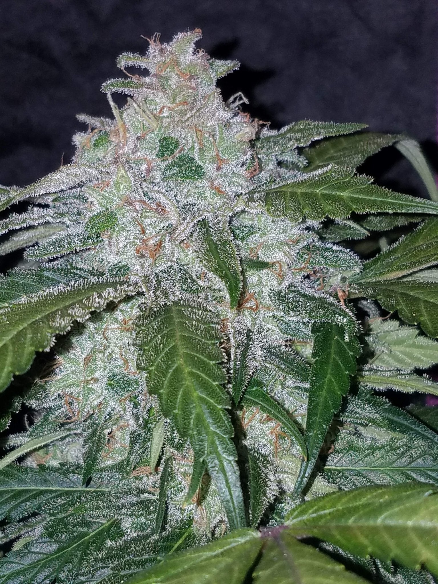 Fast Buds Tangie Auto