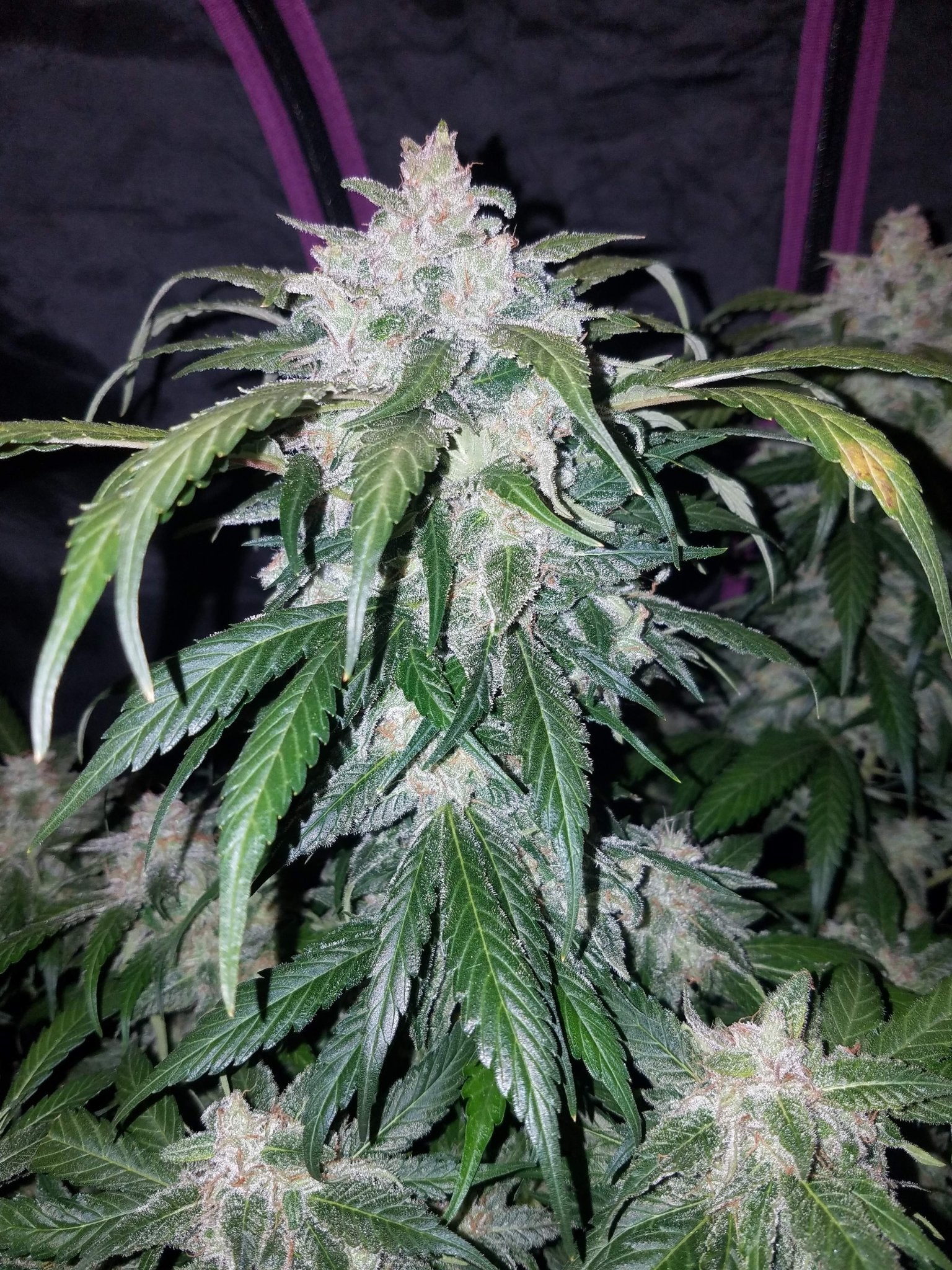 Fast Buds Tangie Auto