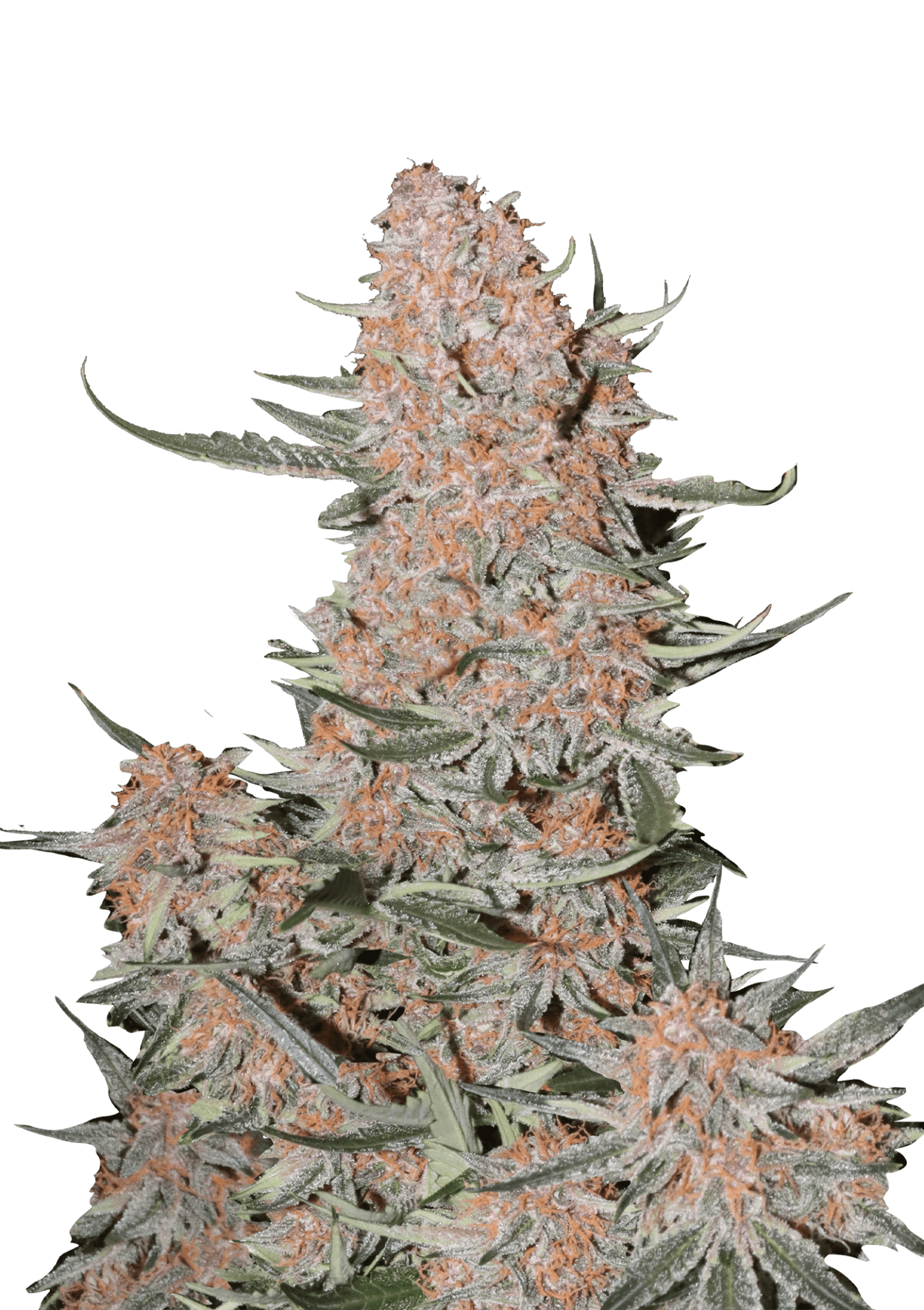 Fast Buds Ztrawberriez Auto