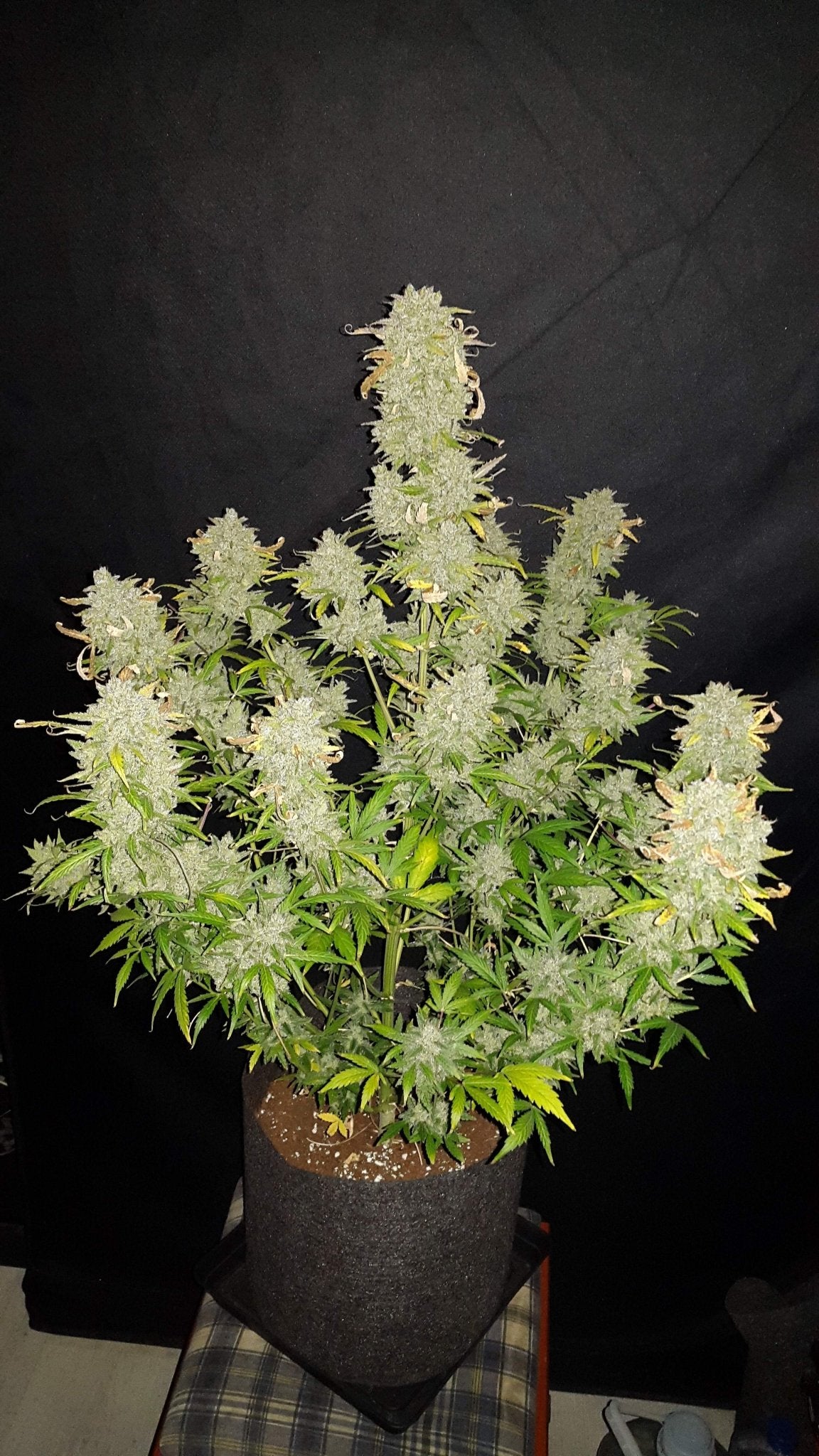 Fast Bud Amnesia Haze Auto | 3er Packung