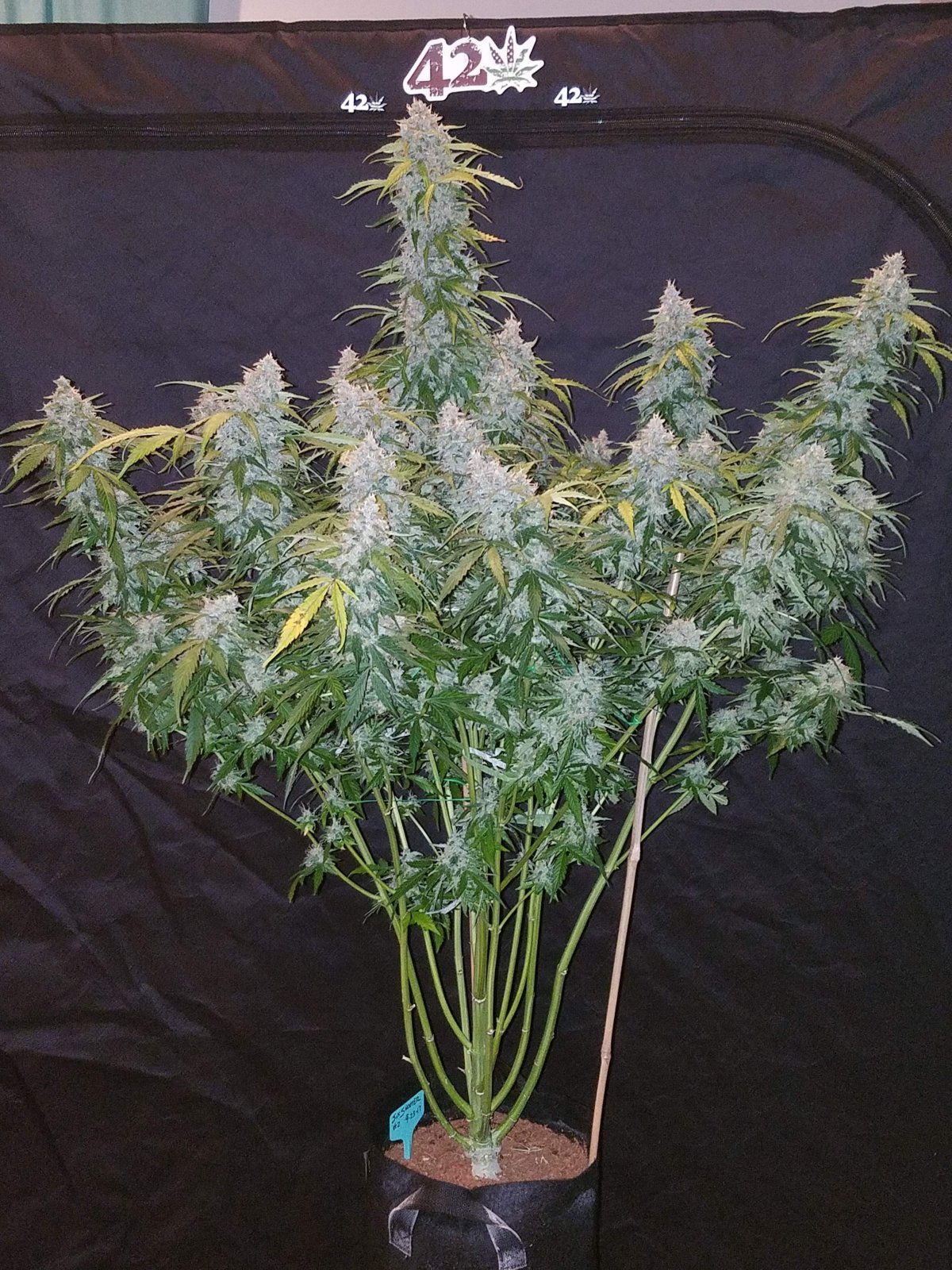 Fast Buds Six Shooter Auto | 3er Packung
