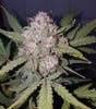 Fast Buds Stardawg Auto