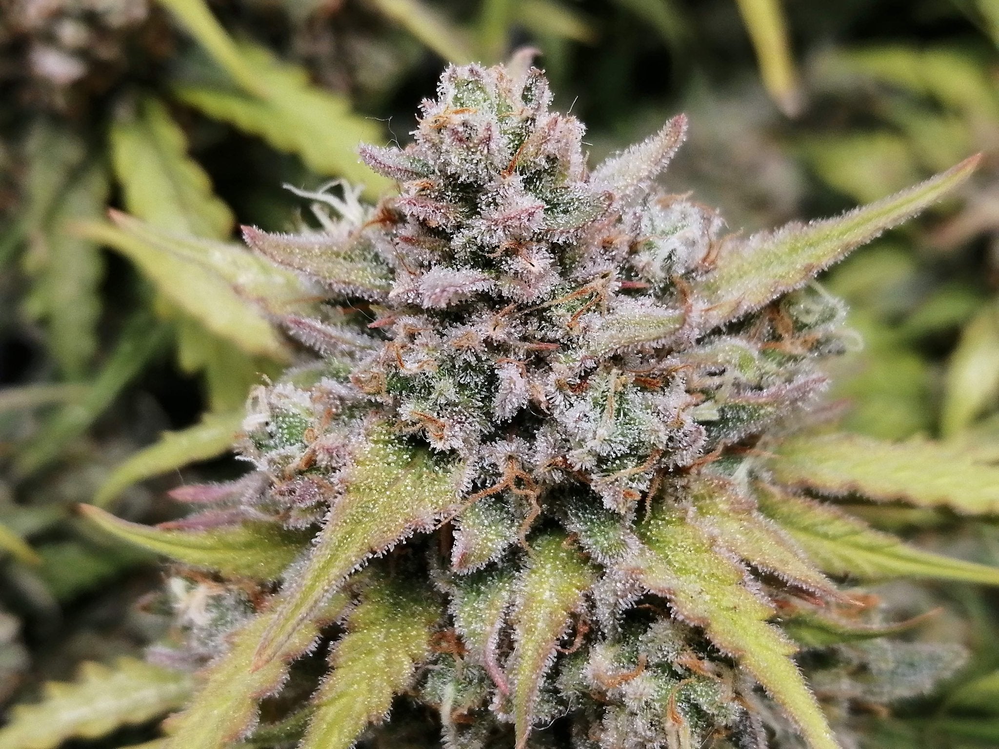 Fast Bud Amnesia Haze Auto | 3er Packung - Bud Brothers