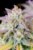 Fast Buds Afghan Kush Auto | 3er Packung - Bud Brothers