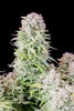 Fast Buds Afghan Kush Auto | 3er Packung - Bud Brothers