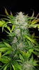 Fast Buds AK Auto | 3er Packung - Bud Brothers