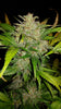 Fast Buds AK Auto | 3er Packung - Bud Brothers