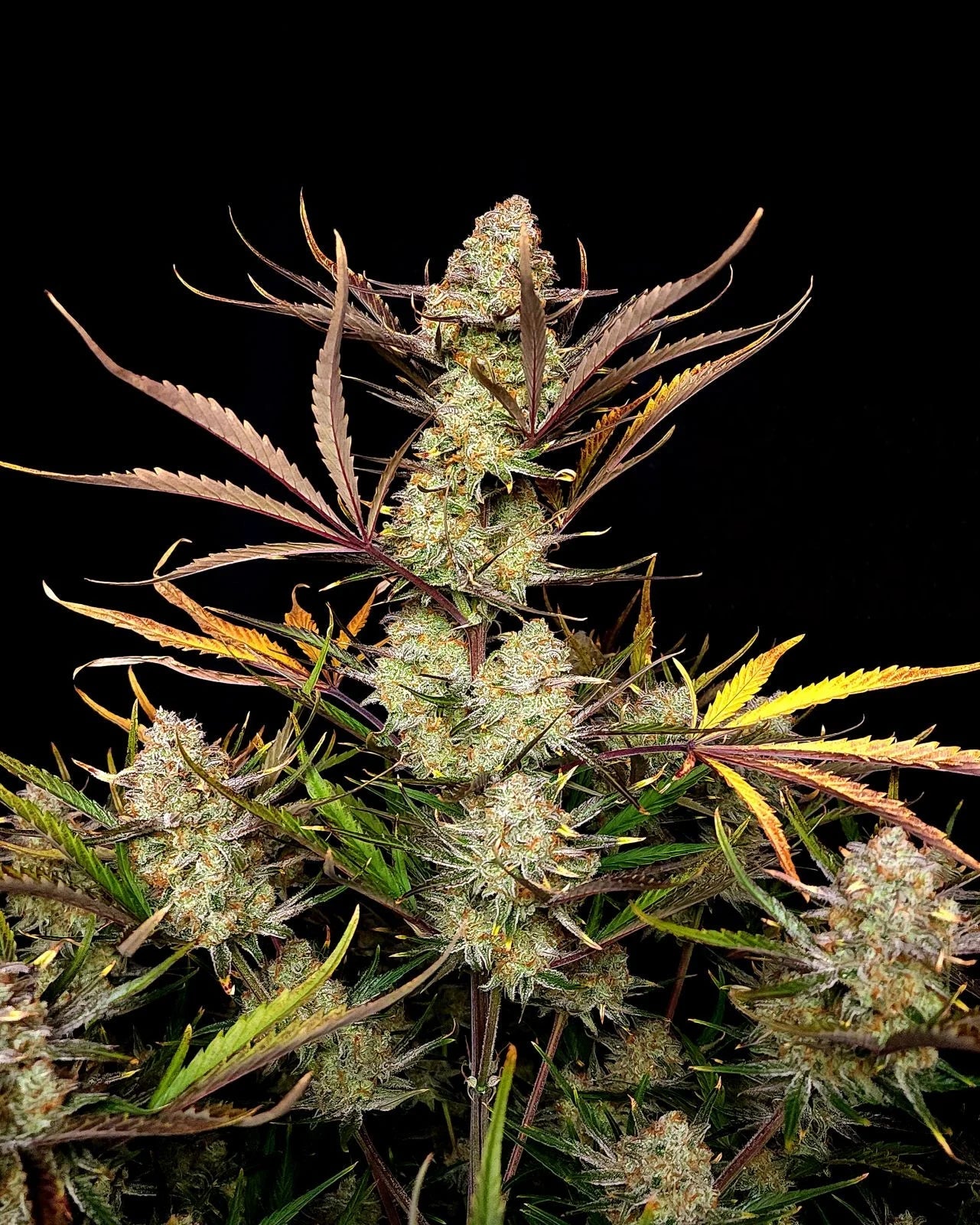 Fast Buds Apple Strudel Auto | 3er Packung - Bud Brothers