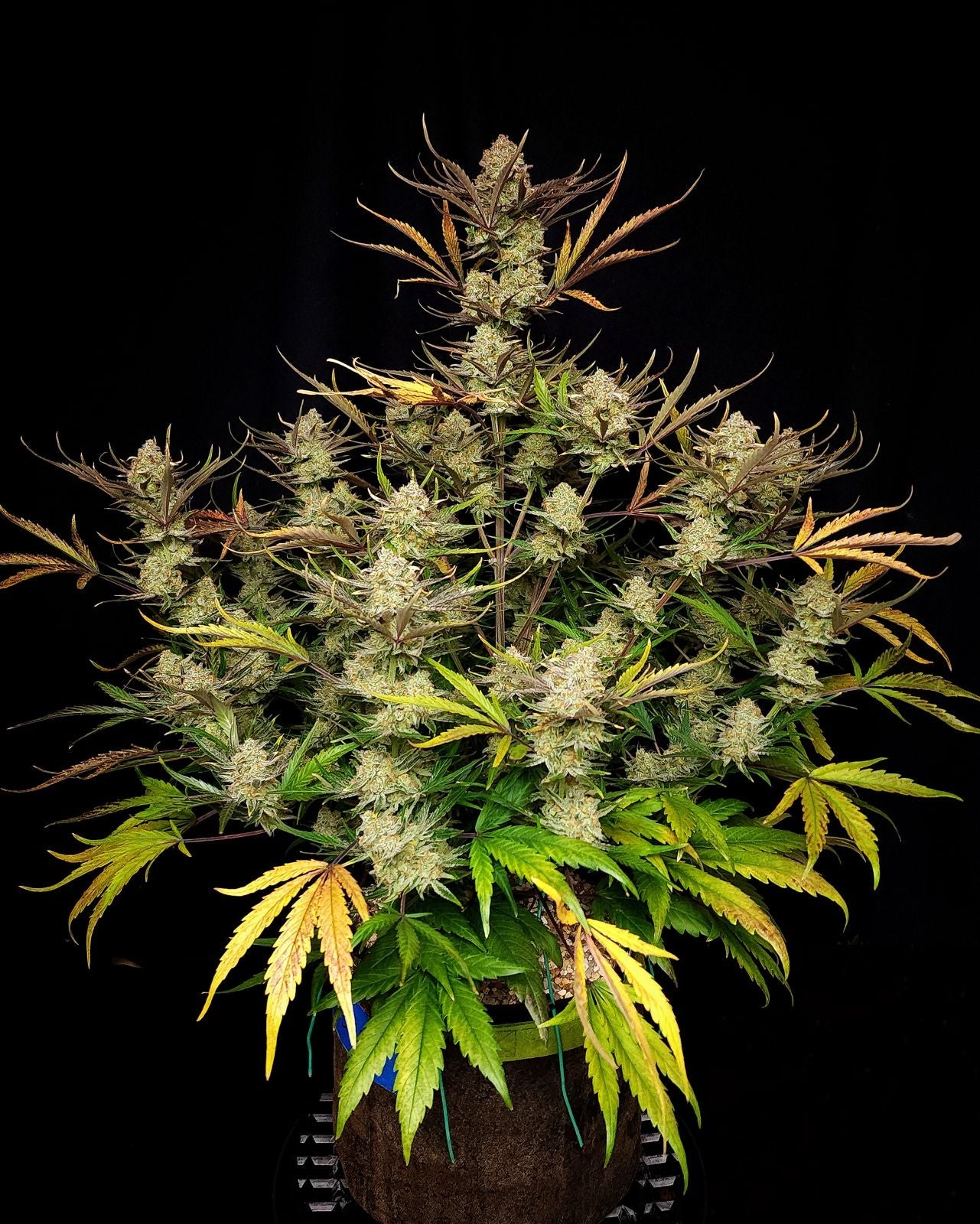 Fast Buds Apple Strudel Auto | 3er Packung - Bud Brothers