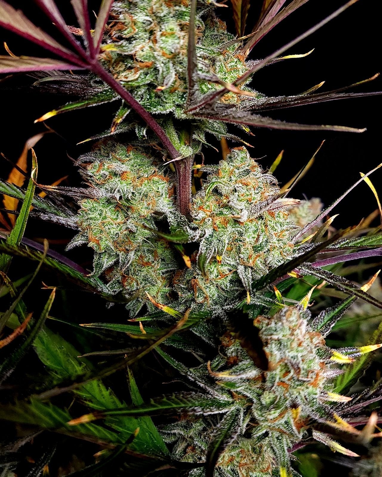 Fast Buds Apple Strudel Auto | 3er Packung - Bud Brothers
