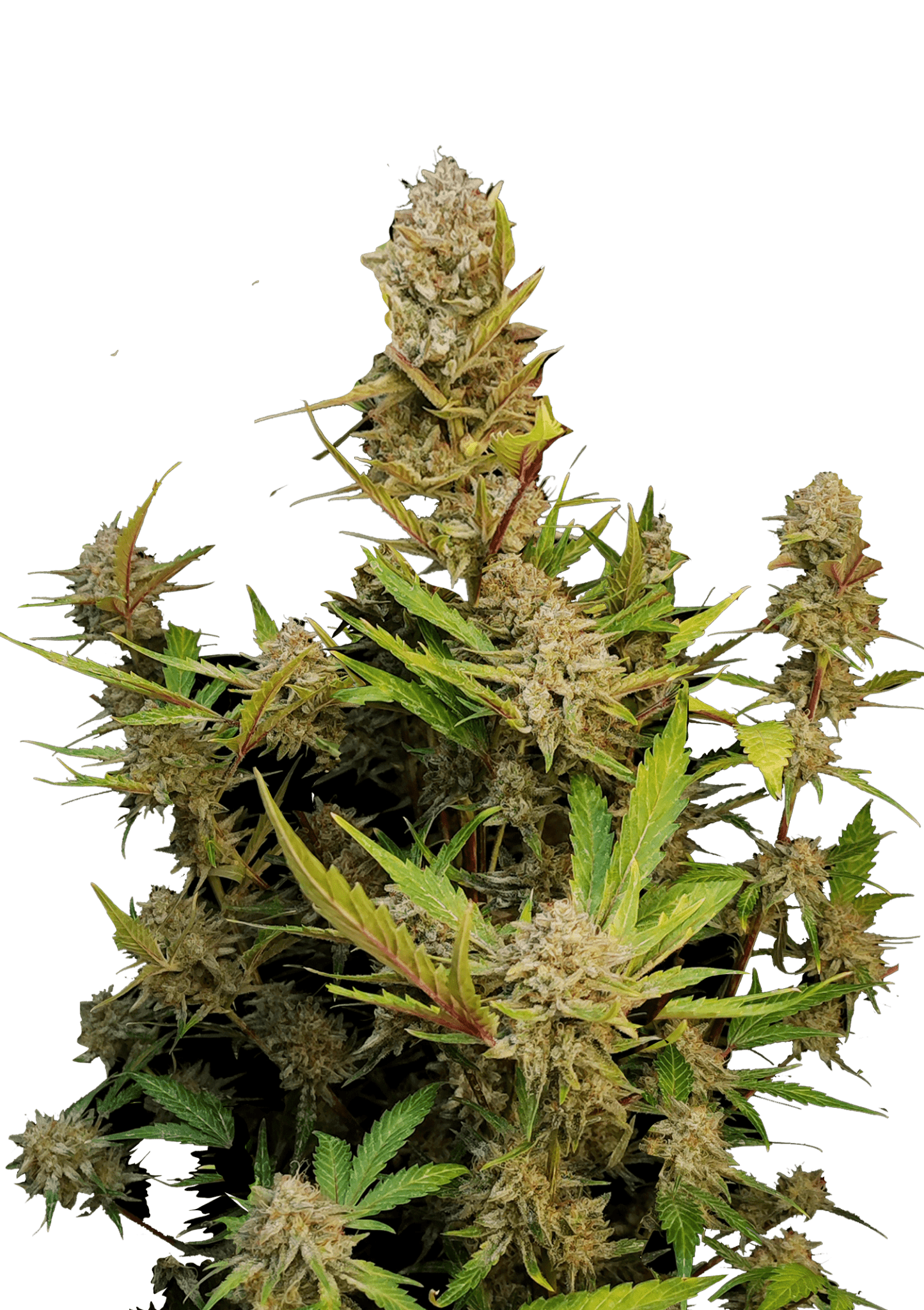 Fast Buds Apricot Auto | 3er Packung - Bud Brothers