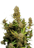 Fast Buds Apricot Auto | 3er Packung - Bud Brothers