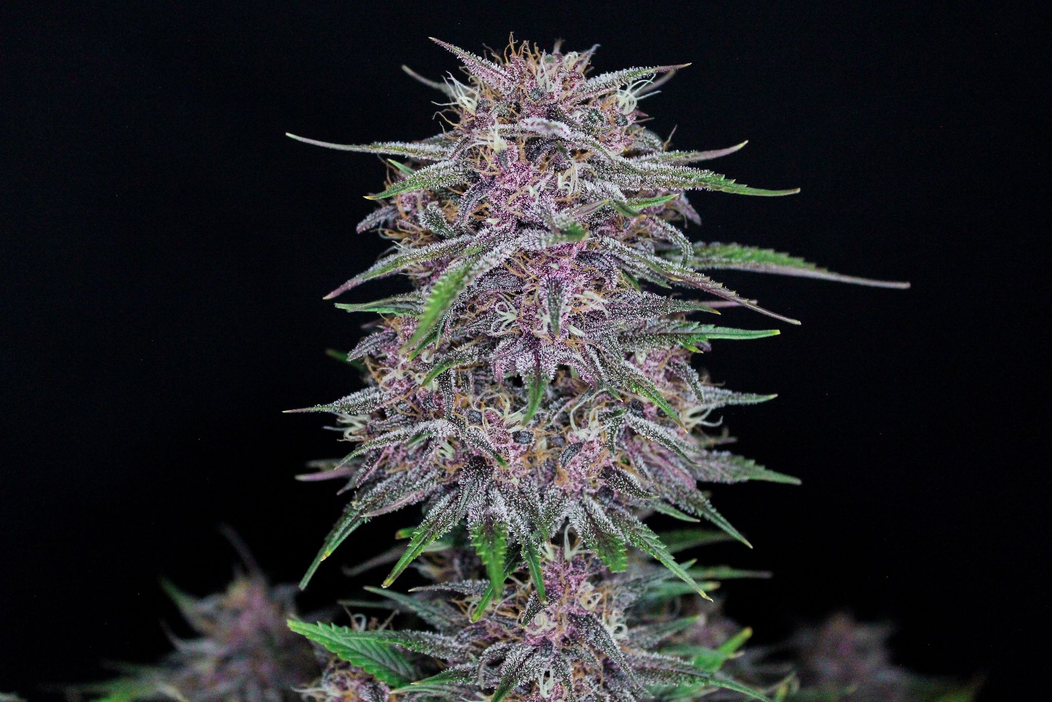 Fast Buds Banana Purple Punch | 3er Packung - Bud Brothers