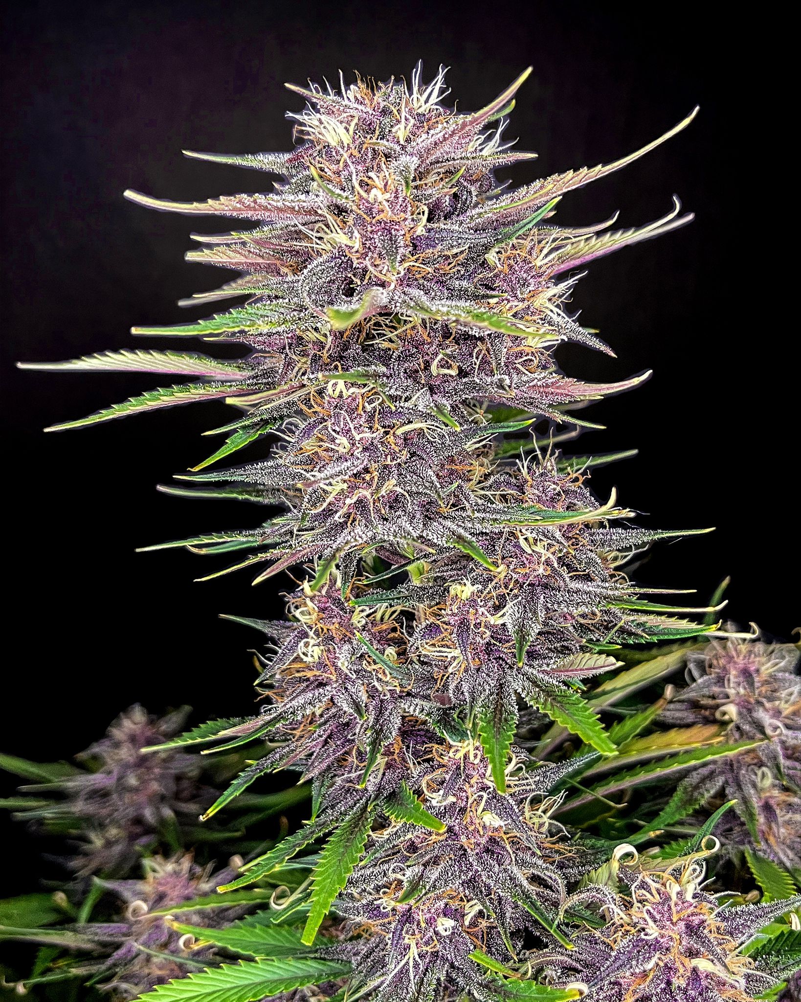 Fast Buds Banana Purple Punch | 3er Packung - Bud Brothers