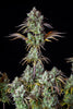 Fast Buds Big Bud Auto | 3er Packung - Bud Brothers