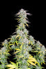 Fast Buds Big Bud Auto | 3er Packung - Bud Brothers