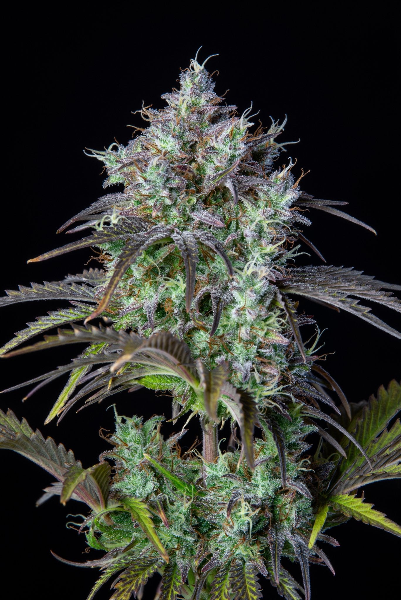 Fast Buds Big Bud Auto | 3er Packung - Bud Brothers