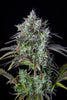 Fast Buds Big Bud Auto | 3er Packung - Bud Brothers